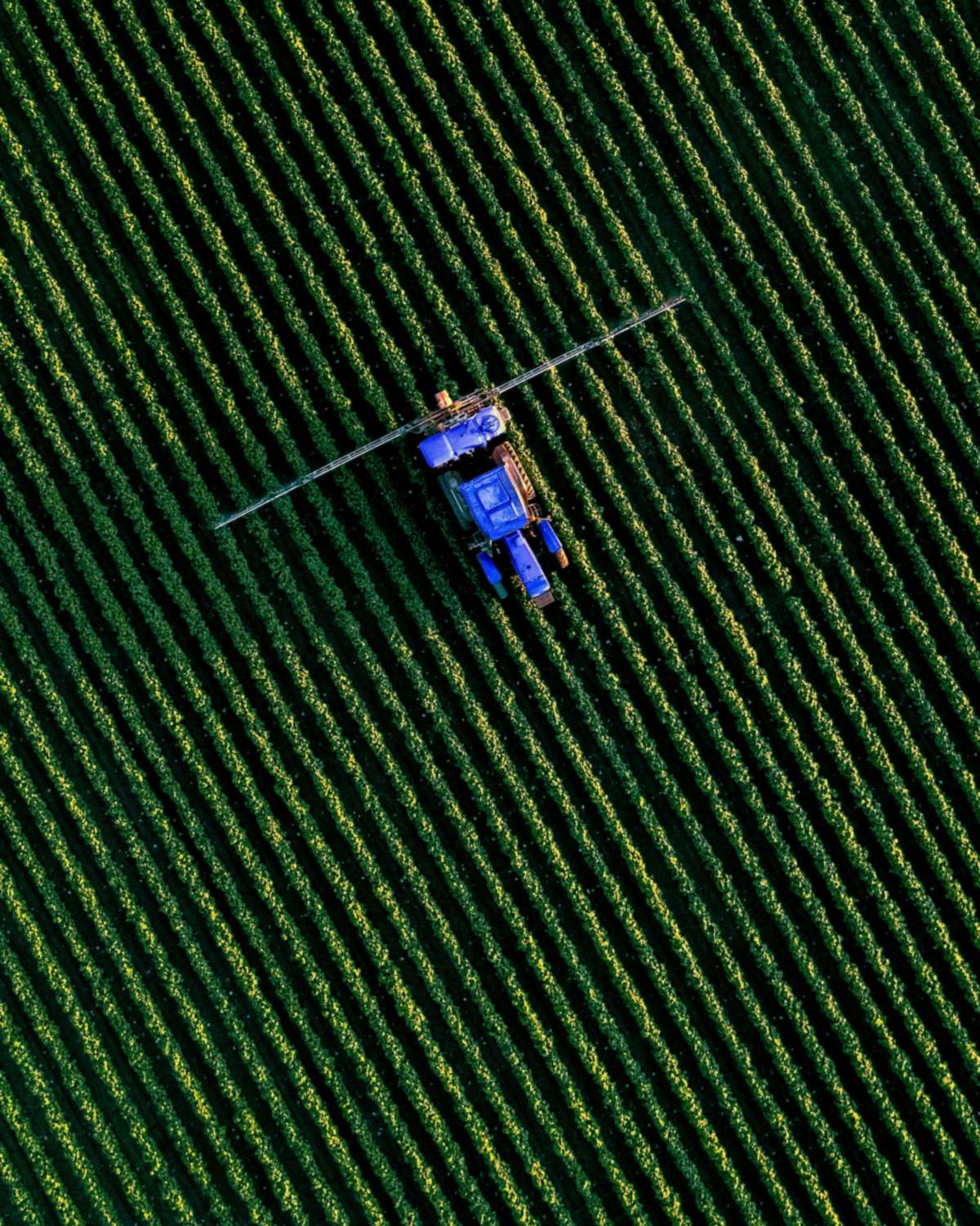 Aerial view of a tractor spraying rows of crops